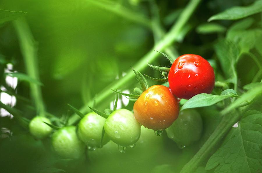 Tomatoes (solanum Lycopersicon) Photograph by Maria Mosolova/science Photo Library