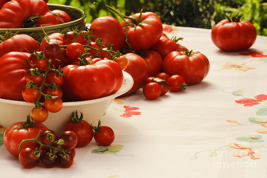 Tomatoes Tomatoes Photograph by Wild Sage Studio Karen Powers