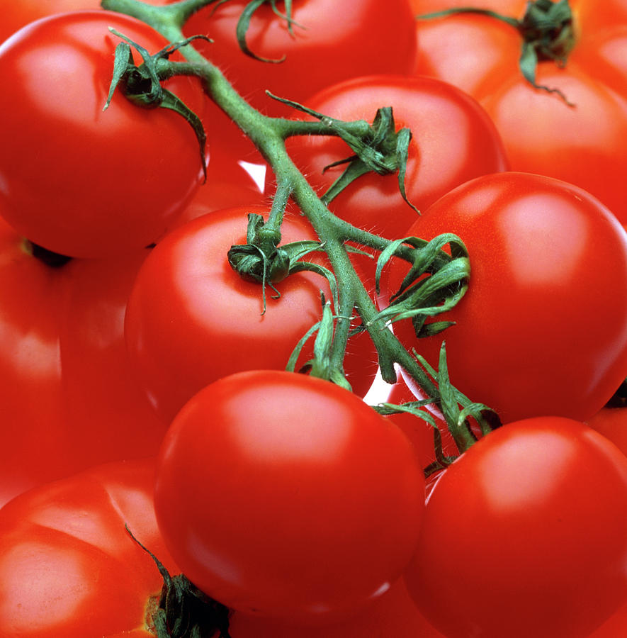 Tomatoes Photograph by Ton Kinsbergen/science Photo Library