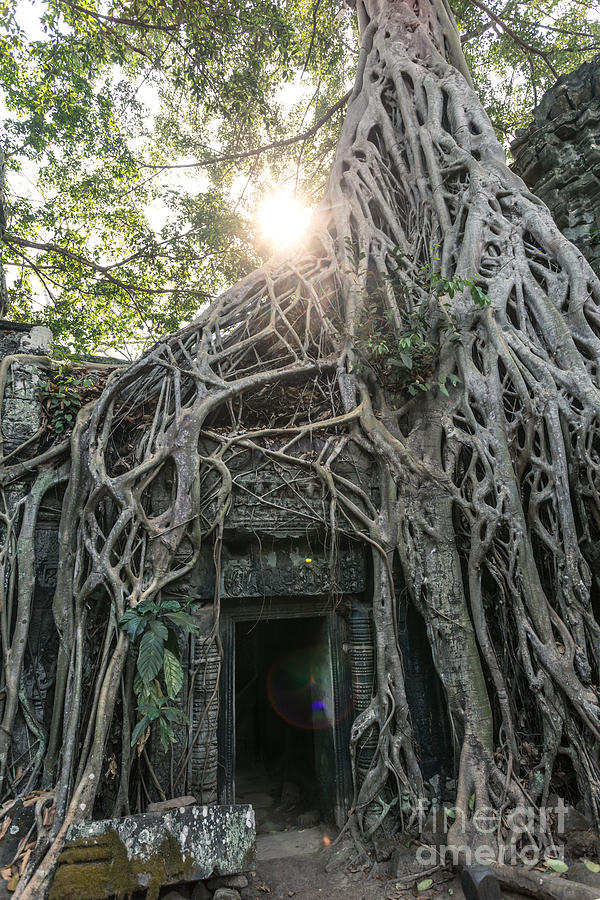 Tomb raider temple - Angkor wat - Cambodia Photograph by Matteo Colombo