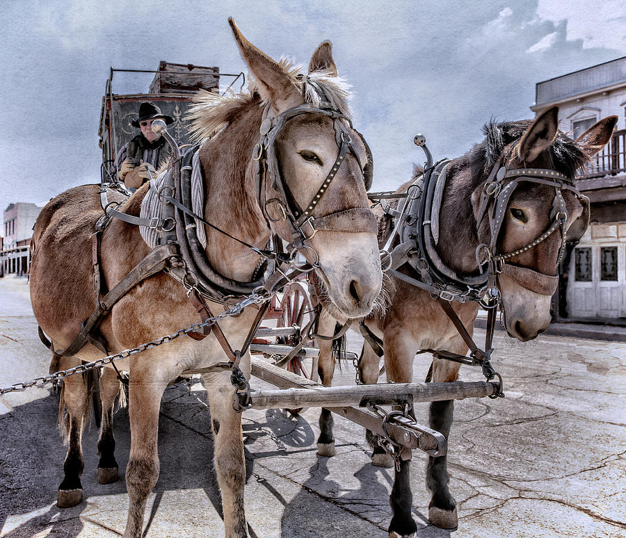 Horse Photograph - Tombstone Mules by Diana Powell