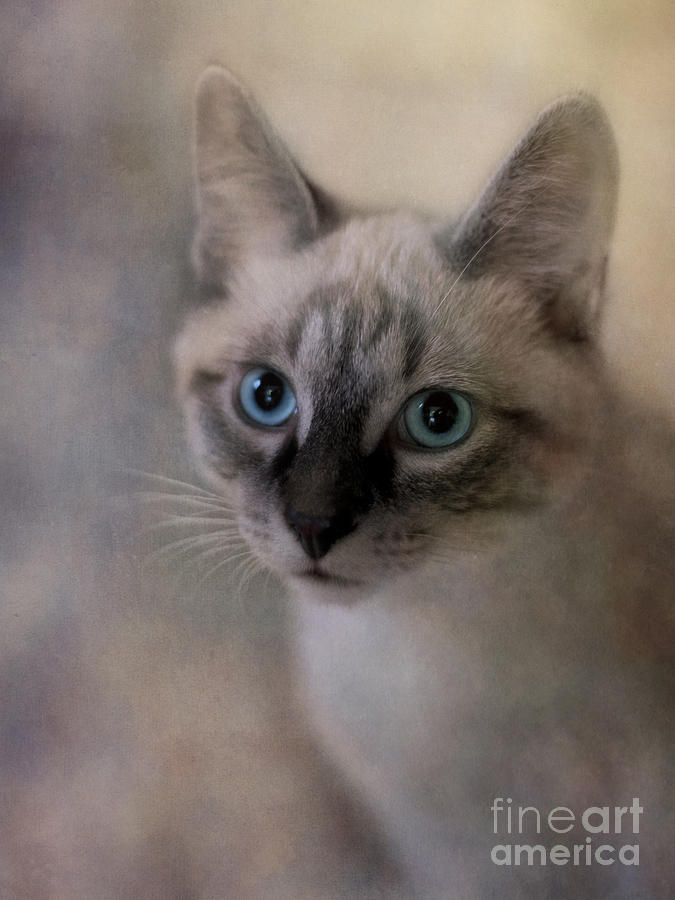 Cat Photograph - Tomcat by Priska Wettstein