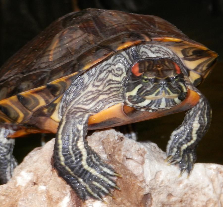 Tommy Turtle Face Photograph by Belinda Lee - Fine Art America