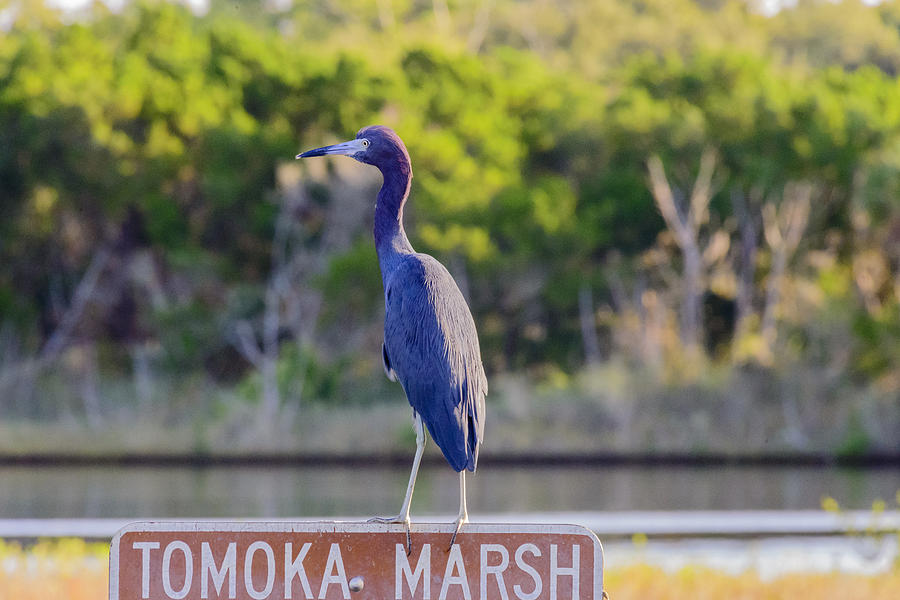 Tomoka Marsh Little Blue Heron Photograph