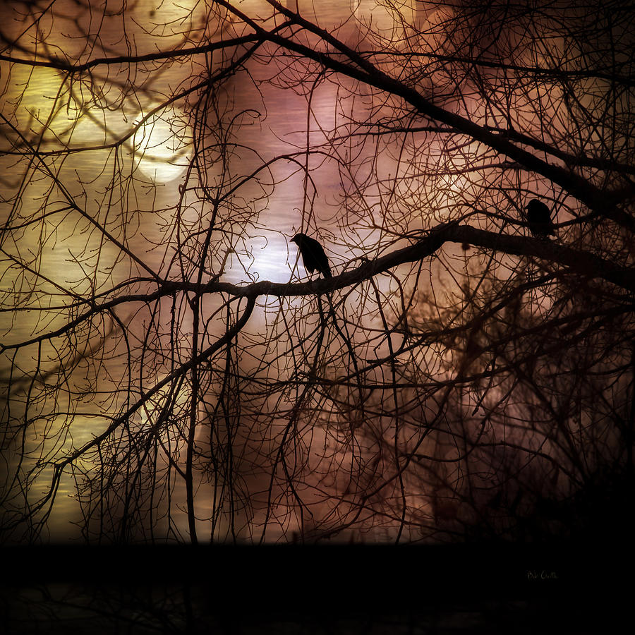 Crow Photograph - Tomorrow  by Bob Orsillo