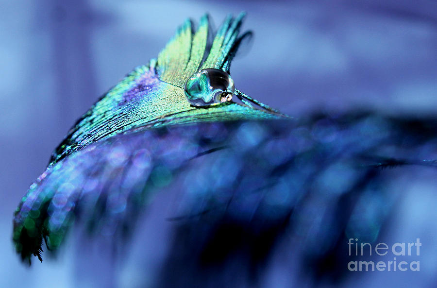 Peacock Photograph - Tomorrows Dream by Krissy Katsimbras