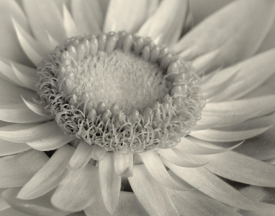 Toned Strawflower Photograph by David and Carol Kelly
