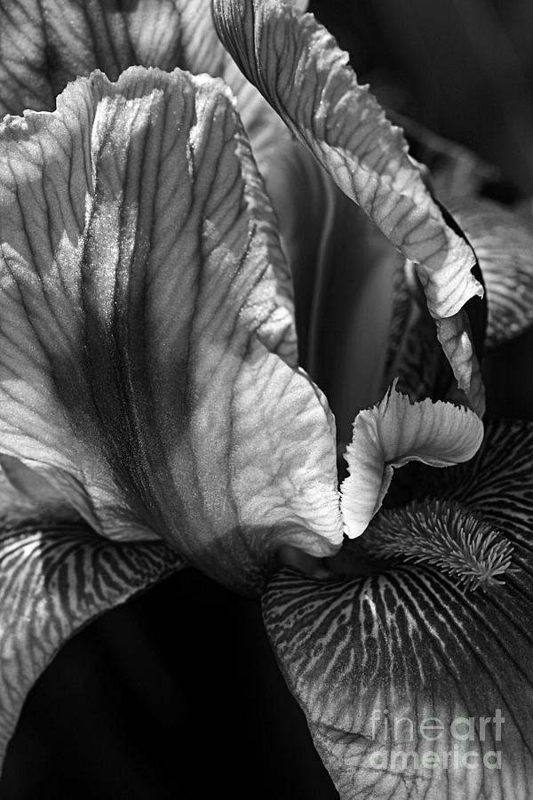 Tones Of Iris Photograph by Joy Watson