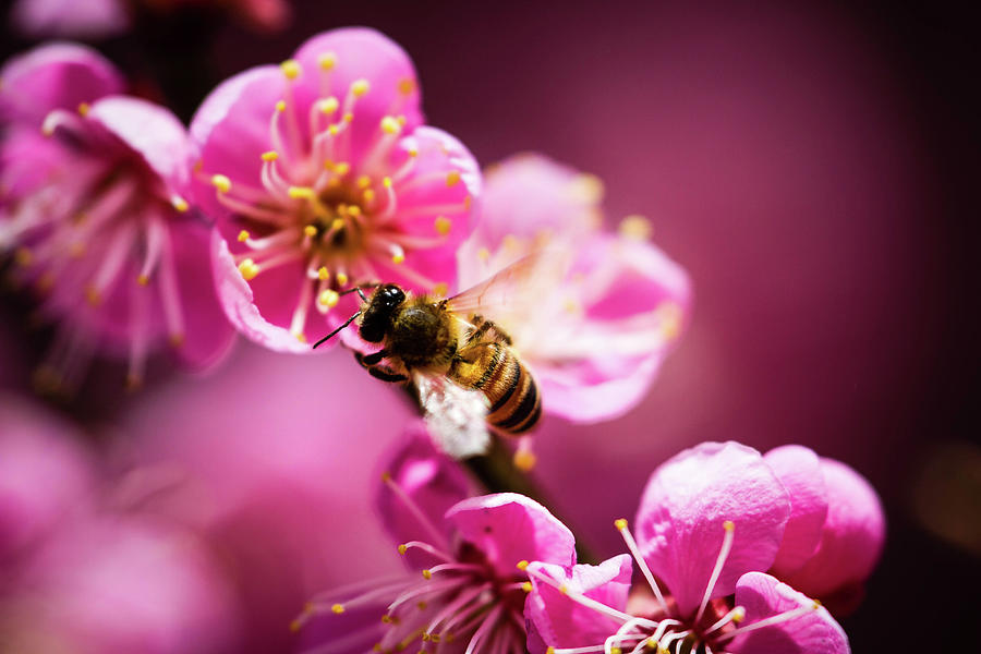 Tongdosa Bee Photograph by Jason Teale Photography Www.jasonteale.com