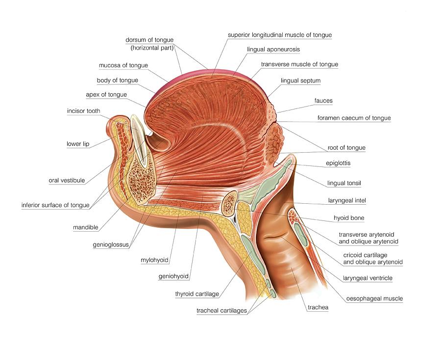 tongue muscles anatomy