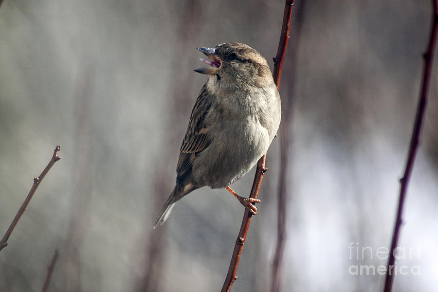 Sparrow Photograph - Tongue of the Sparrow by Janice Pariza
