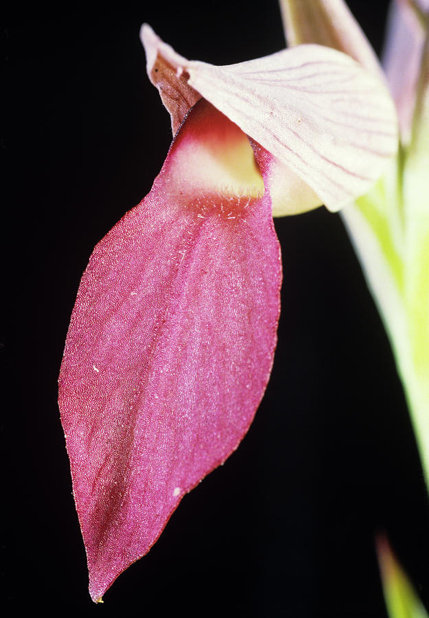 Tongue Orchid Flower Photograph by Paul Harcourt Davies/science Photo Library