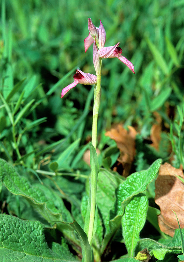 Tongue Orchid (serapias Lingua) Photograph by Bruno Petriglia/science Photo Library