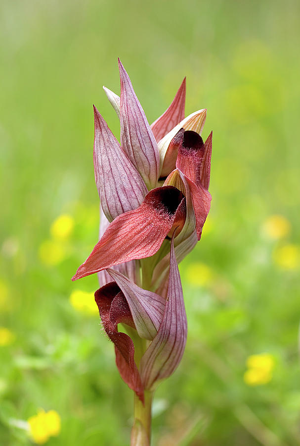 Tongue Orchid (serapias Orientalis) Photograph by John Devries/science Photo Library