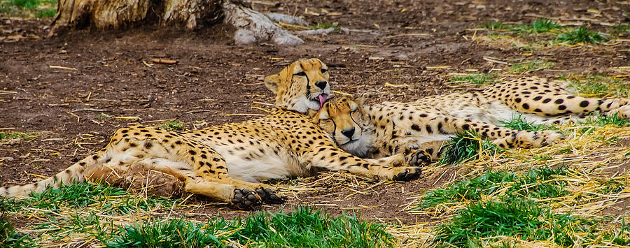Tongue Tickling Photograph by Harry Strharsky