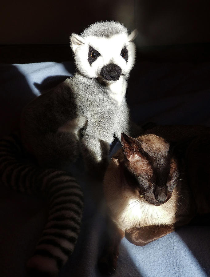 Tonkinese With Companion Photograph by Margaret Saheed
