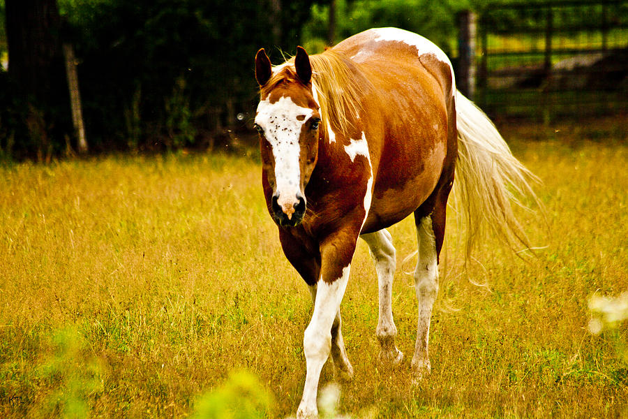 Horse Photograph - Tonto by Karol Livote