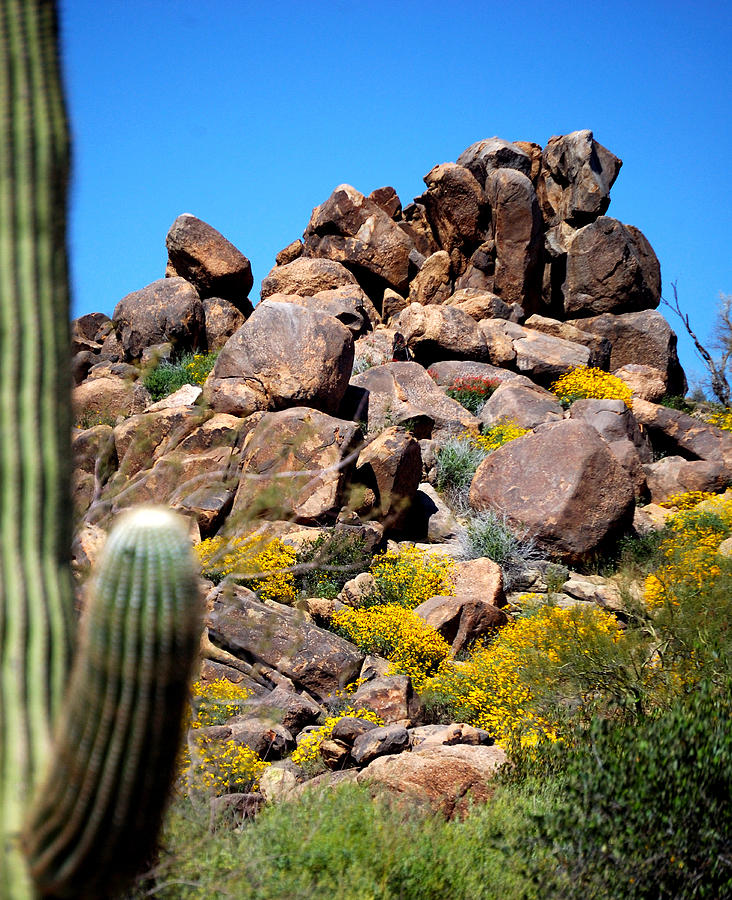 Tonto Saguaro Rocks 10189 Photograph by Jerry Sodorff