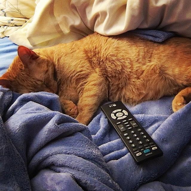 Too Much Tv-gotta Catch Some Zs!!!! Photograph by Susan Neufeld