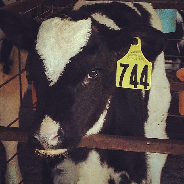 744 Photograph - Took A Trip To The Dairy Farm With by Megan Deloretto