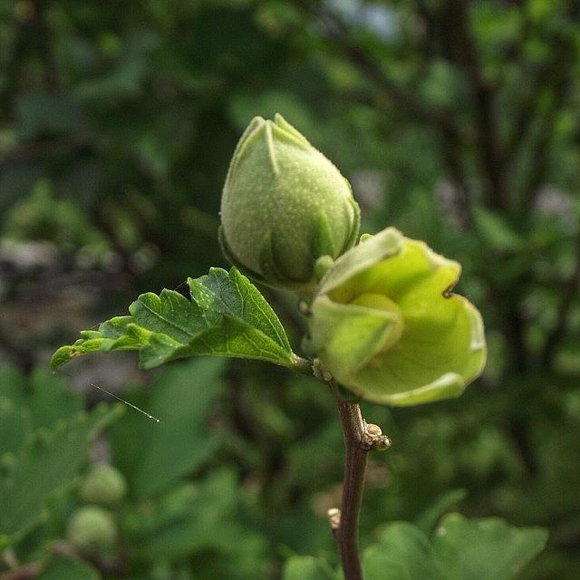 Nature Photograph - Took This Photo Of A Rose Of Sharon Bud by Tiffany Anthony