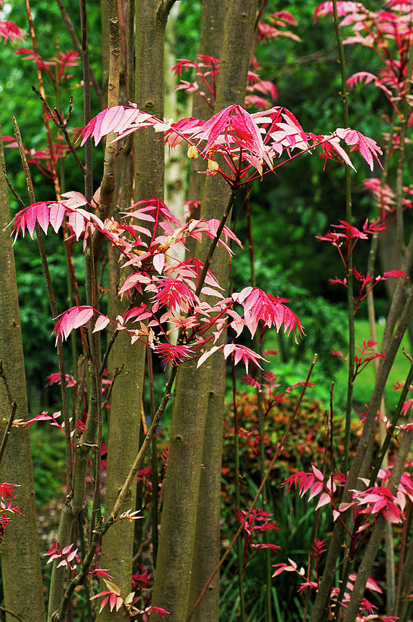 Toona (toona Sinensis 'flamingo') Photograph by Anthony Cooper/science ...