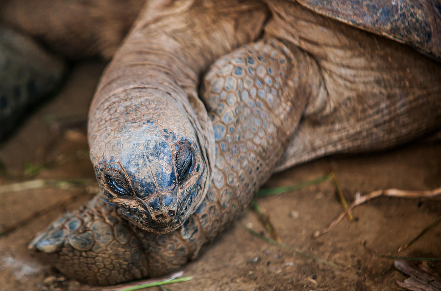 Turtle Photograph - Tooo Tired by Jenny Rainbow