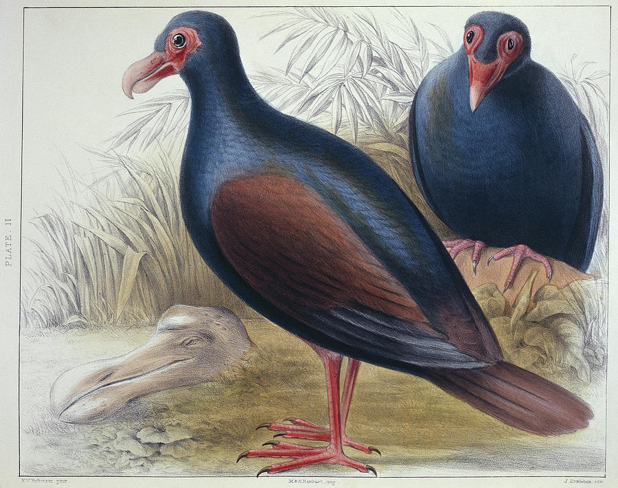 Tooth-billed Pigeon Photograph by Natural History Museum, London/science Photo Library