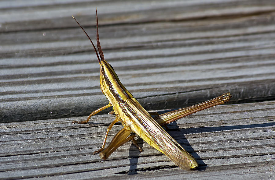 Toothpick Grasshopper Photograph by Kenneth Albin
