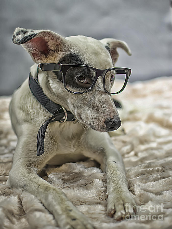 Goggle Photograph - Dog With Glasses by Darren Wilkes