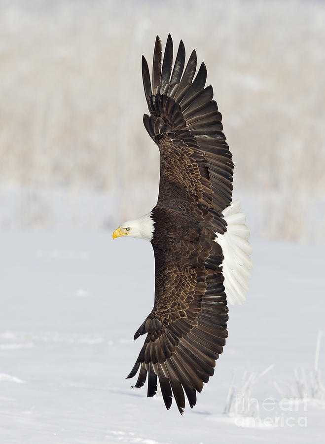 Eagle Photograph - Top Flight by John Blumenkamp
