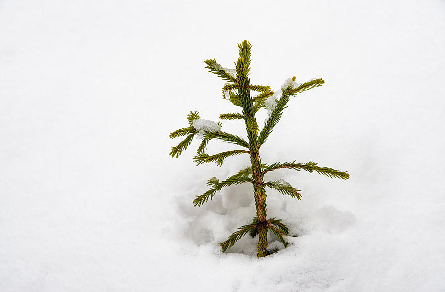 Top Of A Green Conifer Tree With Lots Of Snow In Winter Photograph