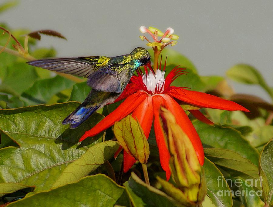 Hummingbird Photograph - Top Of The Flower Arch by John  Kolenberg