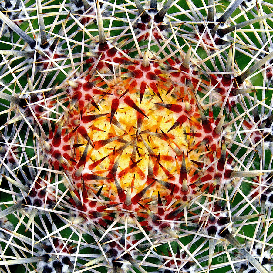Top Of The Saguaro - Squared Photograph by Douglas Taylor