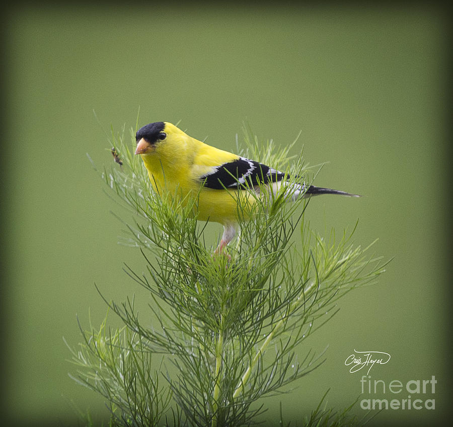 Finch Photograph - Top of the World by Cris Hayes