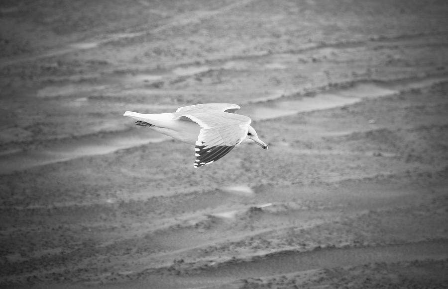 Top Secret Seagull Drone Photograph by Rich Collins