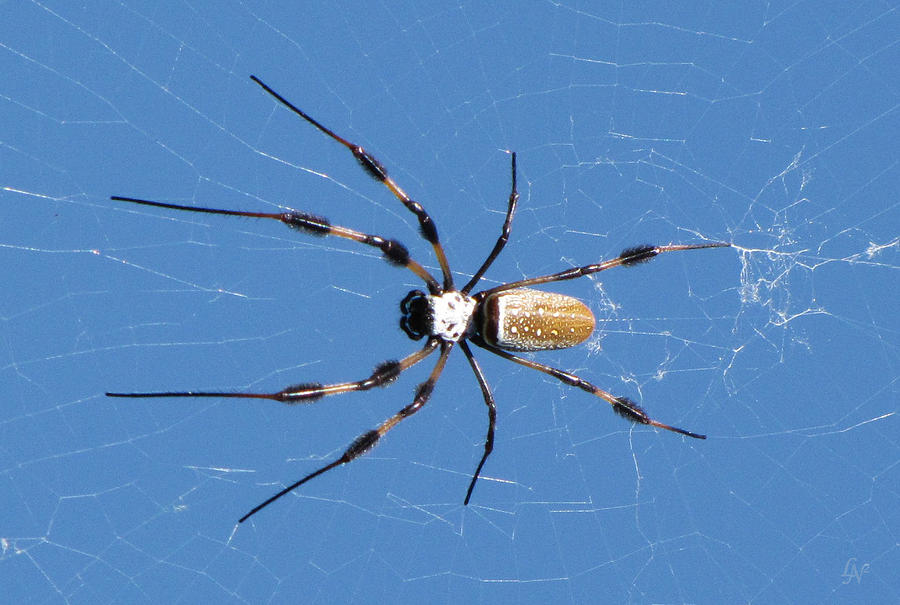 Top side of Grove Spider Photograph by Lee Newell