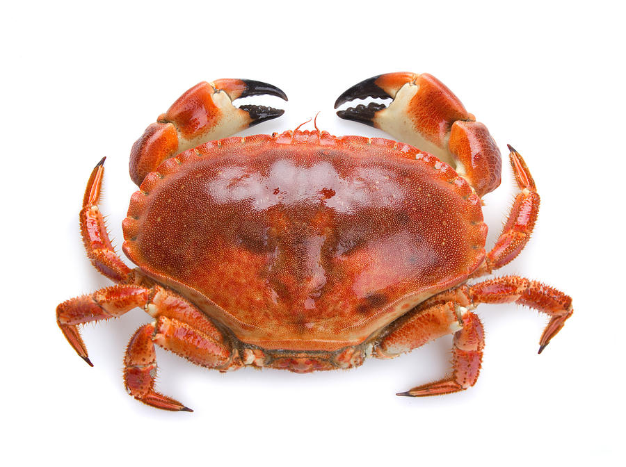 Top view of a boiled crab on a white background Photograph by Julichka