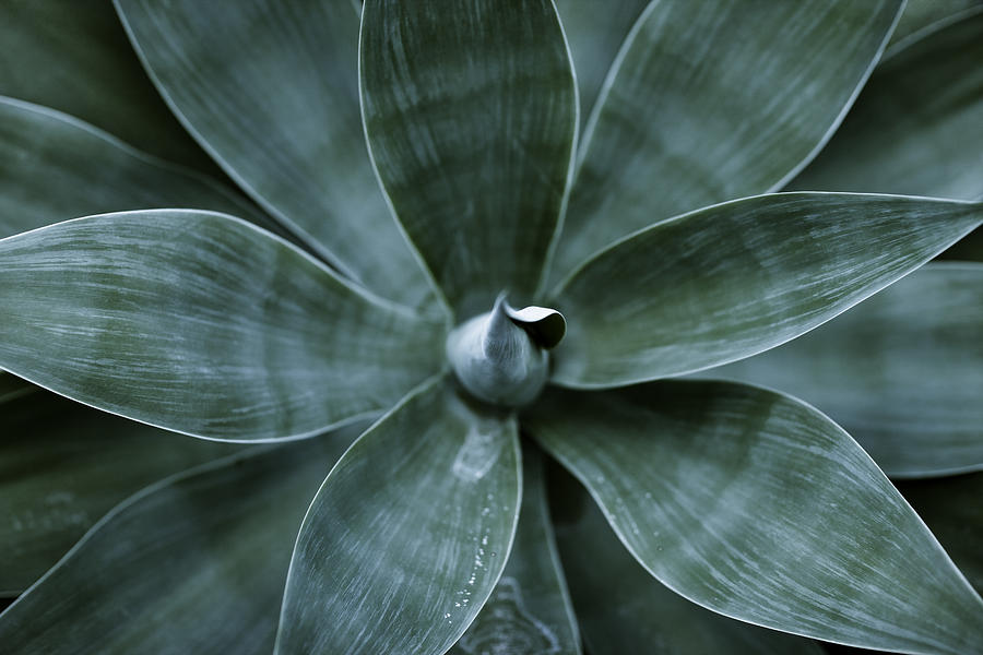Top view of agave plant leaves Photograph by Goldhafen