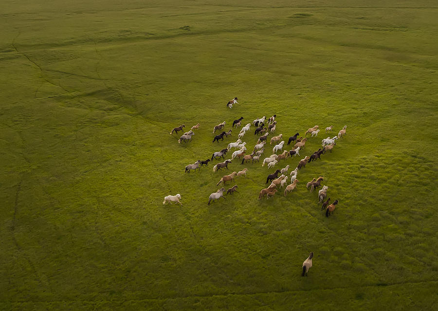 Top view of Horses Running Photograph by Arctic-Images