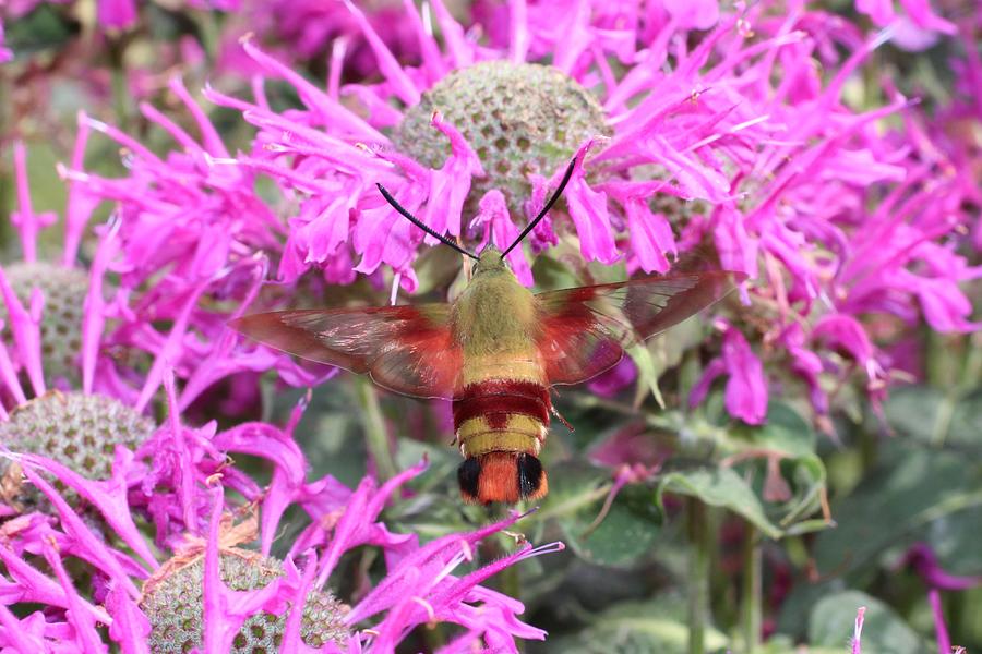 Top View of Hummingbird Clearwing Moth Photograph by Lucinda VanVleck