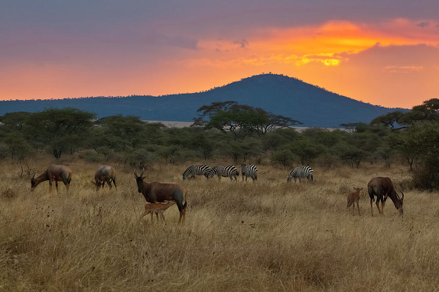 Topi And Zebra At Sunset, Serengeti Photograph by John Wang