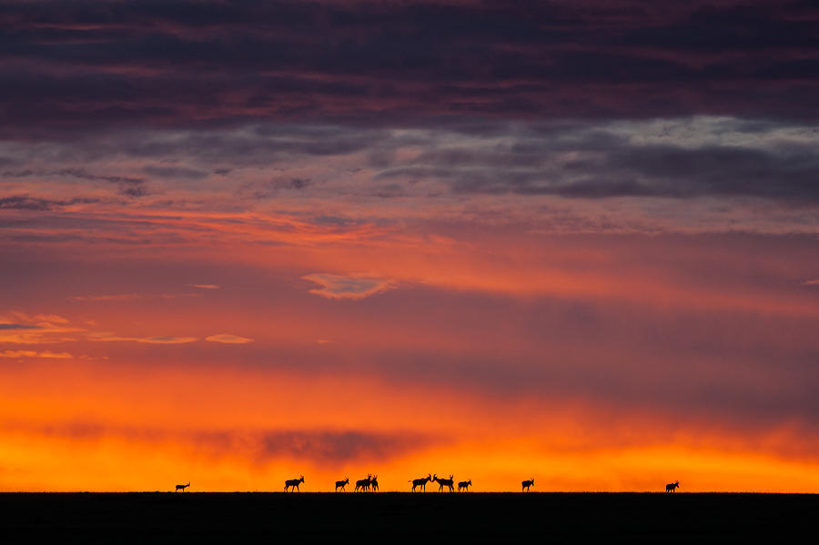 Heron Photograph - Topi Herd Sunrise by Mike Gaudaur