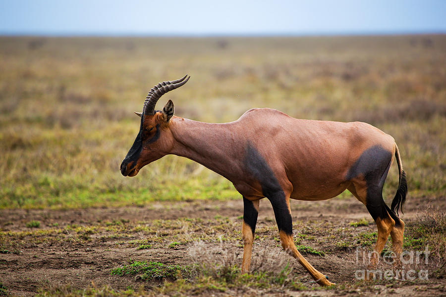 Wildlife Photograph - Topi on savanna in Serengeti by Michal Bednarek