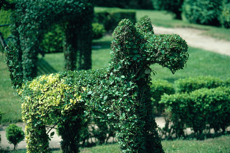 Topiary Dog Photograph by Eunice Harris