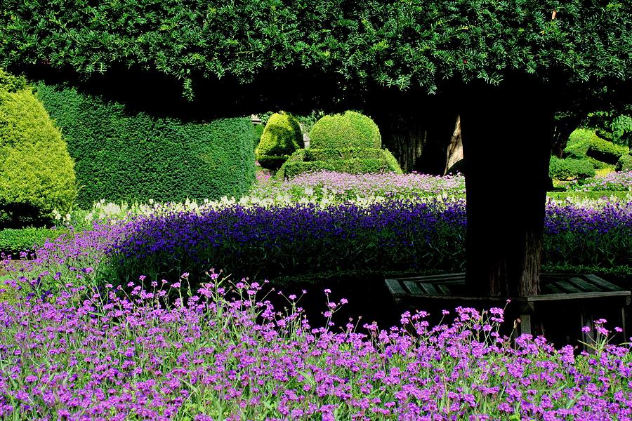 Garden Photograph - Topiary in an English Garden by Nigel Radcliffe