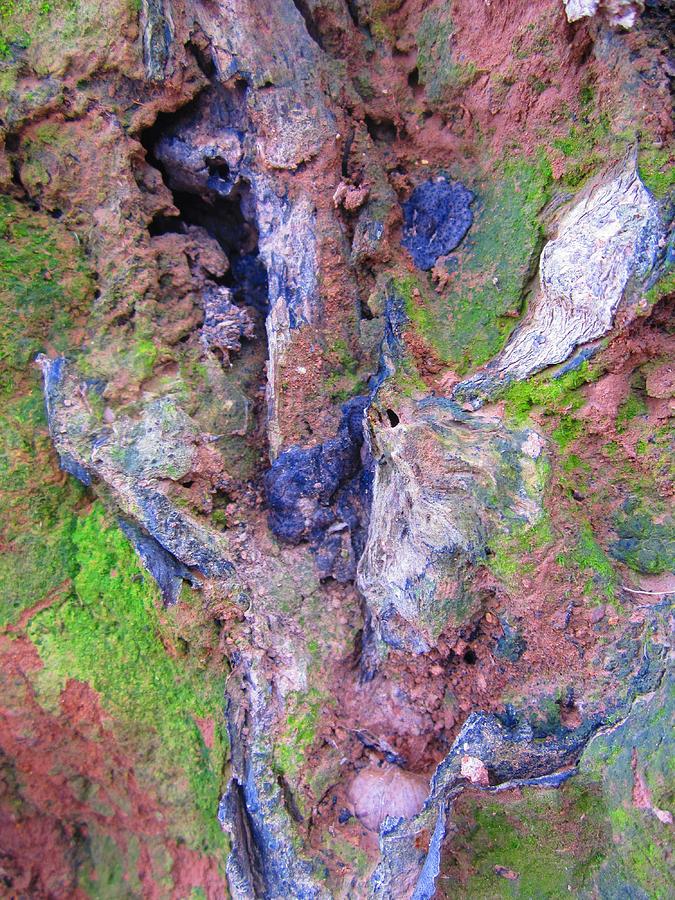 Abstract Photograph - Topically Rotten by Lynn Dodds