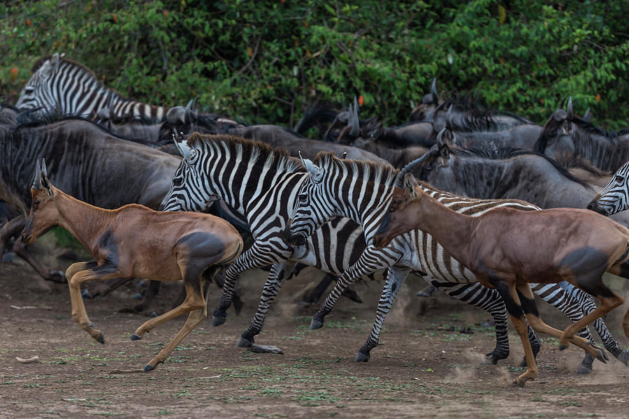 Topis, Zebras And Wildebeest Running Photograph by Manoj Shah
