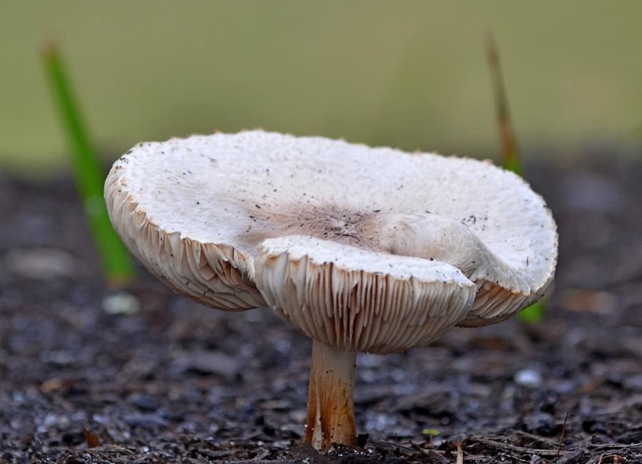 Mushroom Photograph - Topless Mushroom by Jeff at JSJ Photography