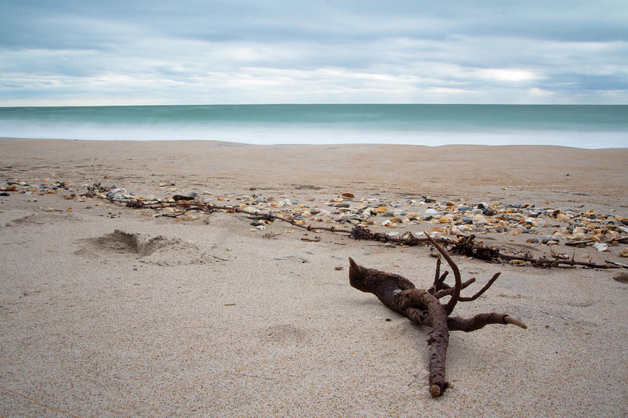 Beach Photograph - Topsail Island Driftwood by Shane Holsclaw